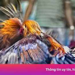 tham gia đá gà bị phạt như thế nào