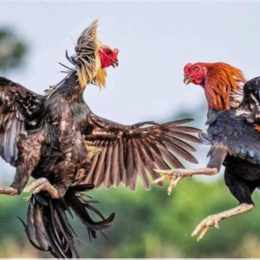 thuốc gà đá mít trà cú
