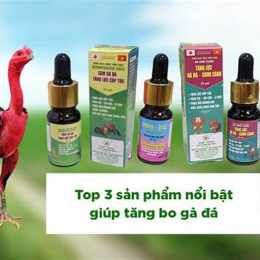 thuốc nuôi gà đá tăng bo