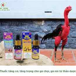 thuốc tăng cơ cho gà đá
