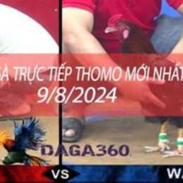 tiếp đá gà thomo c2