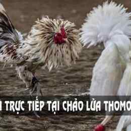 tiếp đá gà trên thomo