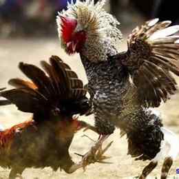 tìm hiểu về gà đá