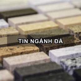 tin đá gà