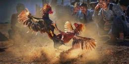 tính năng nổi bật bet đá gà