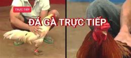 tính năng nổi bật bí kíp đá gà