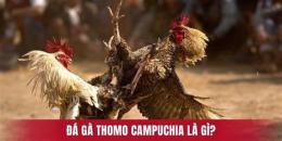 tính năng nổi bật biết đá gà thomo