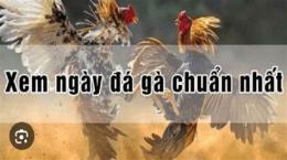 tính năng nổi bật cách coi ngày đá gà