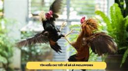 tính năng nổi bật cách đá gà luôn thắng