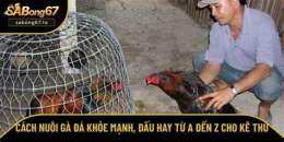 tính năng nổi bật cách nuôi gà đá khỏe mạnh