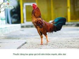 tính năng nổi bật cách nuôi gà đá tăng bo