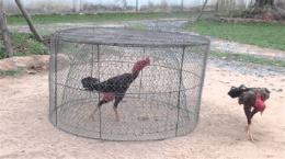 tính năng nổi bật cách tập cho gà đá