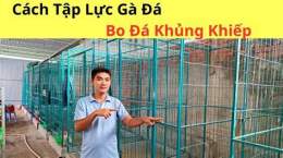 tính năng nổi bật cách tập thể lực cho gà đá