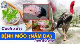 tính năng nổi bật cách trị bệnh da gà
