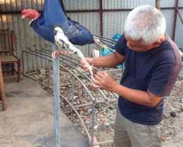 tính năng nổi bật cách trị ké chậu gà đá