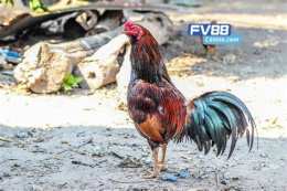 tính năng nổi bật cách vần gà đá