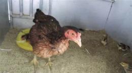tính năng nổi bật cách xổ lãi gà đá