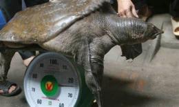 tính năng nổi bật chân như vịt thịt như gà da trâu đầu rắn