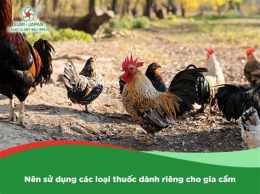tính năng nổi bật cho gà đá uống sữa