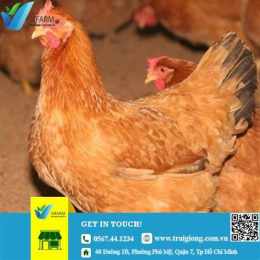 tính năng nổi bật cho tốt gà đá đồng nai