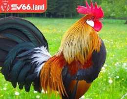 tính năng nổi bật chợ tốt gà đá quận 4