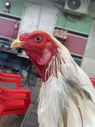 tính năng nổi bật chợ tốt gà đá tra vinh
