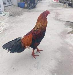 tính năng nổi bật cho tốt gà đá vĩnh long
