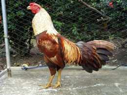 tính năng nổi bật đá gà 11 8