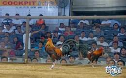 tính năng nổi bật đá gà 26/3