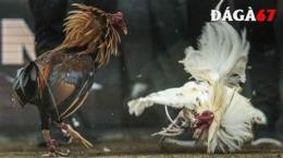 tính năng nổi bật đá gà 67 daga67 blog