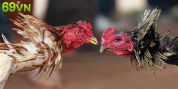 tính năng nổi bật đá gà 69vn