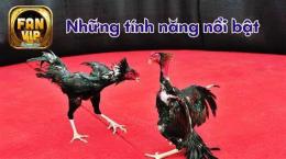 tính năng nổi bật đá gà 88a.bet