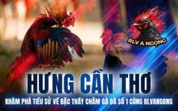 tính năng nổi bật đá gà bảo sting và duyên ti