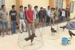tính năng nổi bật đá gà bị bắt phạt bao nhiêu tiền