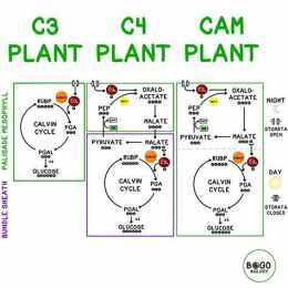 tính năng nổi bật da ga c1 c2 c3 c4