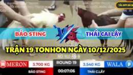 tính năng nổi bật đá gà c2 hôm nay bảo sting