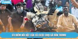 tính năng nổi bật đá gà đòn trường thomo