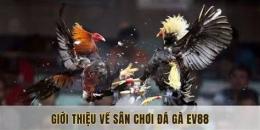 tính năng nổi bật đá gà ev88