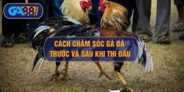 tính năng nổi bật đá gà giải nữ sư kê