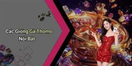 tính năng nổi bật đá gà giải trí