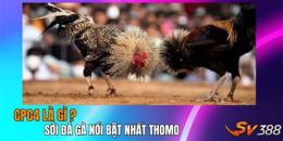 tính năng nổi bật đá gà mới nhất ngày hôm nay
