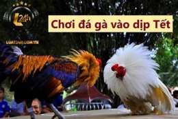 tính năng nổi bật đá gà ngày 9 tháng 9