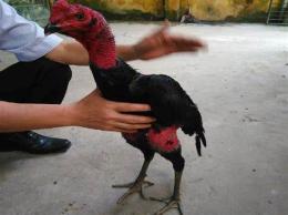 tính năng nổi bật đá gà nòi bình định mới nhất