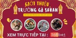 tính năng nổi bật đá gà savan tía đại tướng