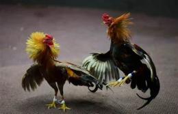 tính năng nổi bật đá gà sunwin