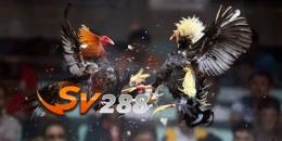 tính năng nổi bật da ga sv288