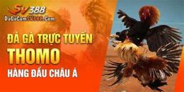 tính năng nổi bật đá gà sv388 tổng
