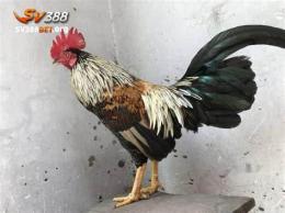 tính năng nổi bật đá gà sv388 tốt nhất việt nam