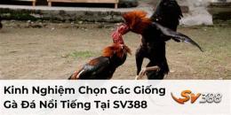 tính năng nổi bật đa gà sv388.com