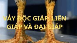 tính năng nổi bật đá gà thần kê